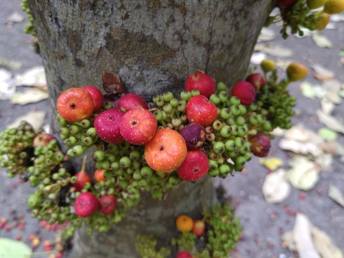Ficus racemosa (Cluster Fig) — photo