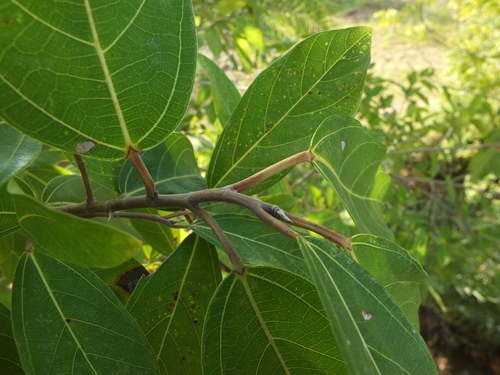 Ficus racemosa var. glomerata (Cluster fig) — photo