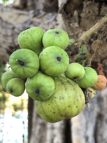 Ficus racemosa var. glomerata (Cluster fig) — photo