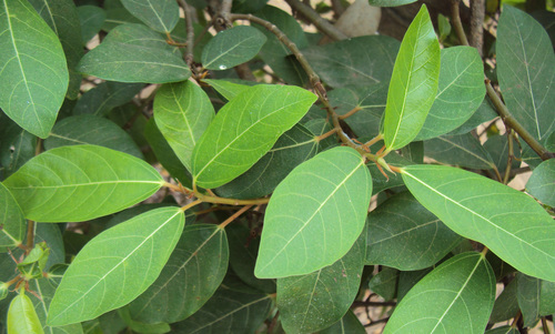 Ficus racemosa var. glomerata