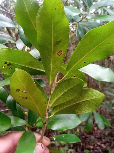 Ficus reflexa — photo