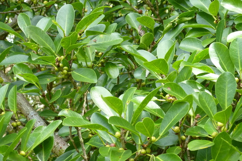 Ficus reflexa — photo