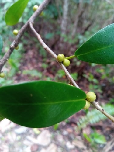 Ficus reflexa