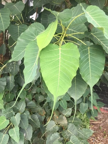 Ficus religiosa (Bo Tree) — photo