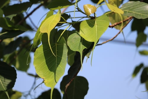 Ficus religiosa