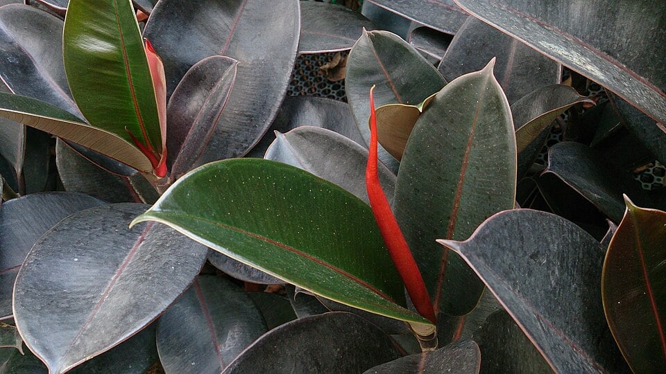 Ficus robusta — photo