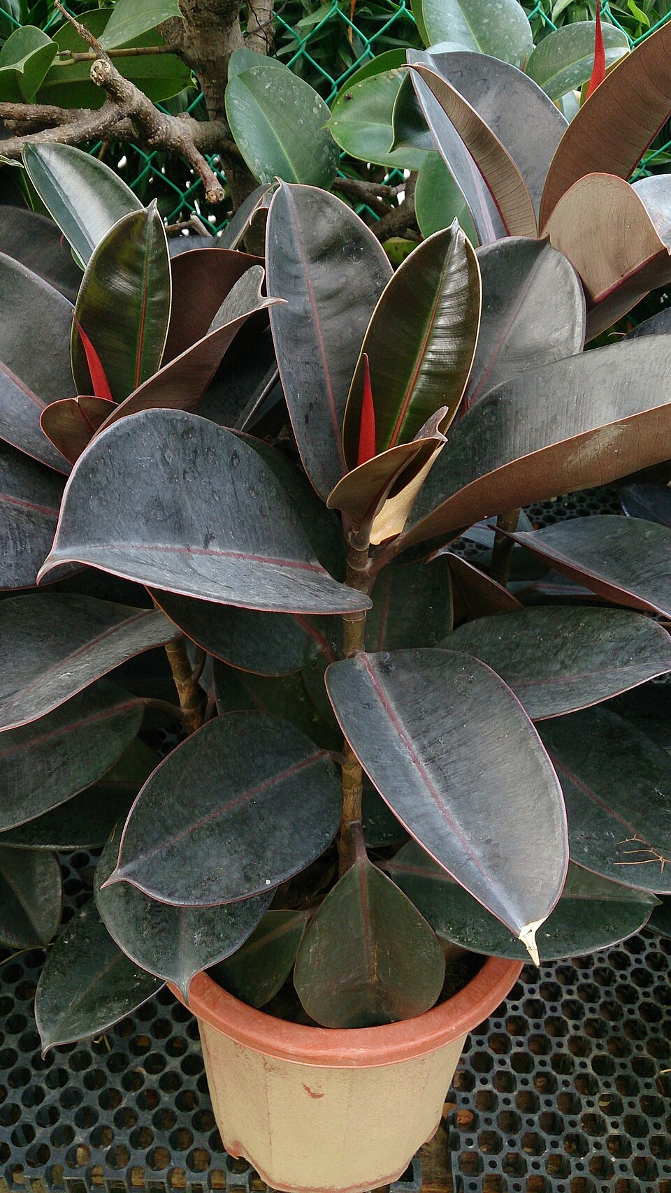 Ficus robusta