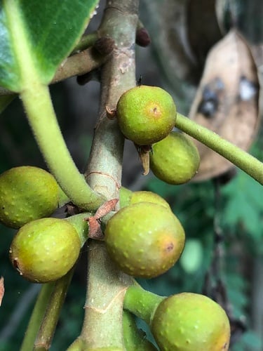 Ficus rubiginosa (Port Jackson Fig) — photo