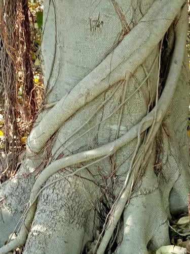 Ficus rubiginosa (Port Jackson Fig) — photo