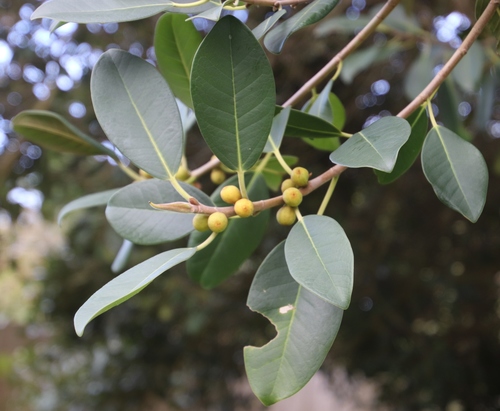 Ficus rubiginosa