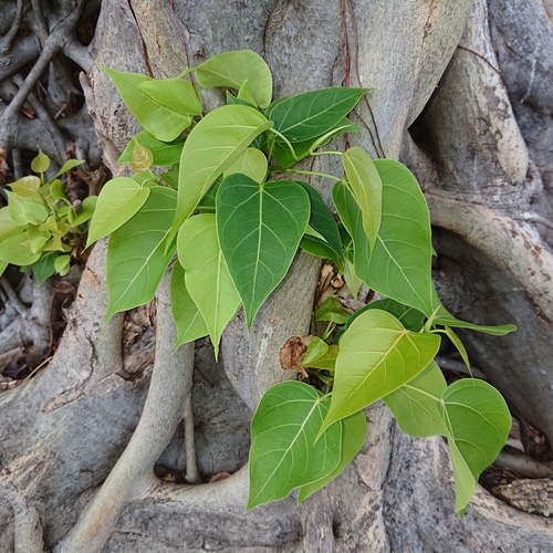 Ficus rumphii (False Buddha tree) — photo