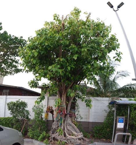 Ficus rumphii (False Buddha tree) — photo