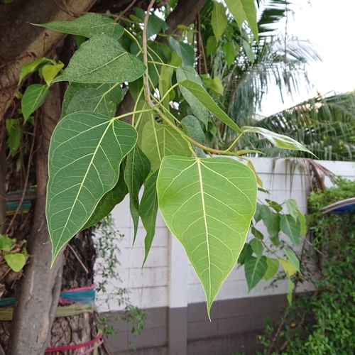 Ficus rumphii