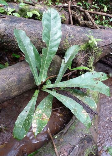 Ficus sagittifolia — photo