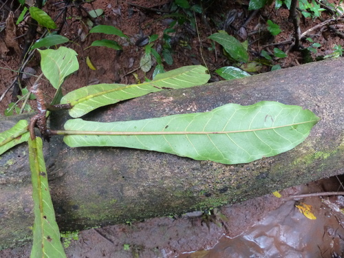 Ficus sagittifolia