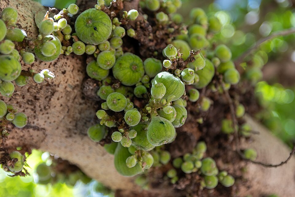 Ficus sakalavarum