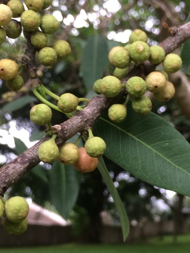 Ficus salicifolia (Wonderboom) — photo