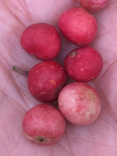 Ficus salicifolia (Wonderboom) — photo
