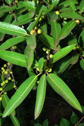 Ficus salicifolia