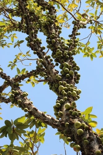 Ficus sansibarica (Large-fruited fig) — photo