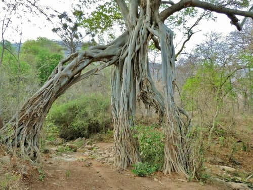Ficus sansibarica (Large-fruited fig) — photo