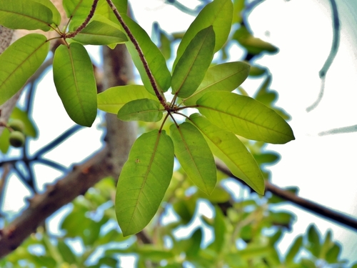 Ficus sansibarica