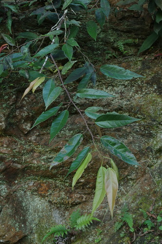 Ficus sarmentosa var. ducloixii — photo