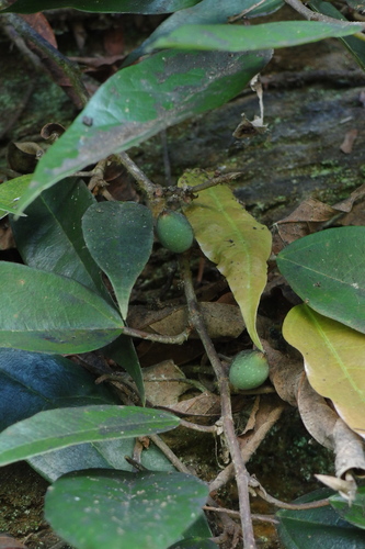 Ficus sarmentosa var. nipponica