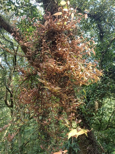 Ficus sarmentosa var. nipponica — photo