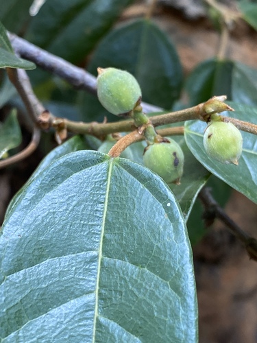 Ficus sarmentosa var. thunbergii