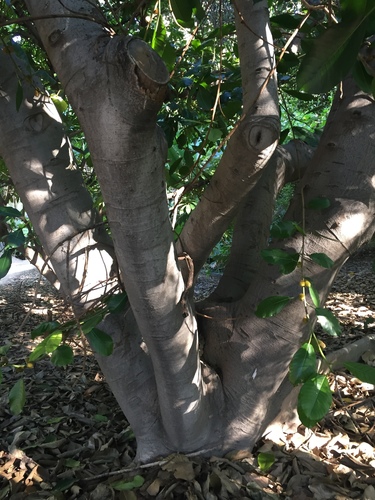 Ficus saussureana — photo