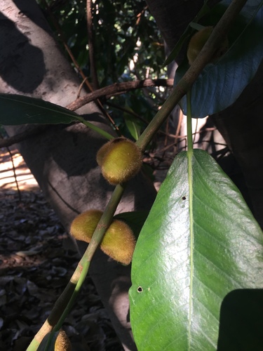 Ficus saussureana — photo