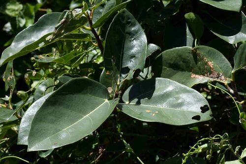Ficus scabra (Laweto) — photo