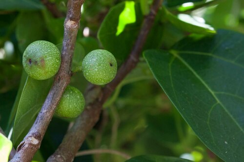 Ficus scabra (Laweto) — photo