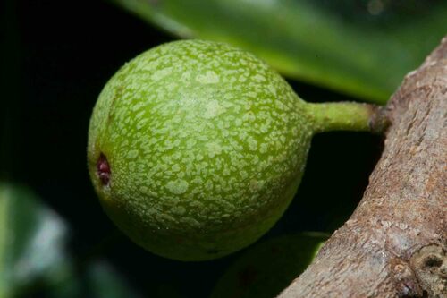 Ficus scabra