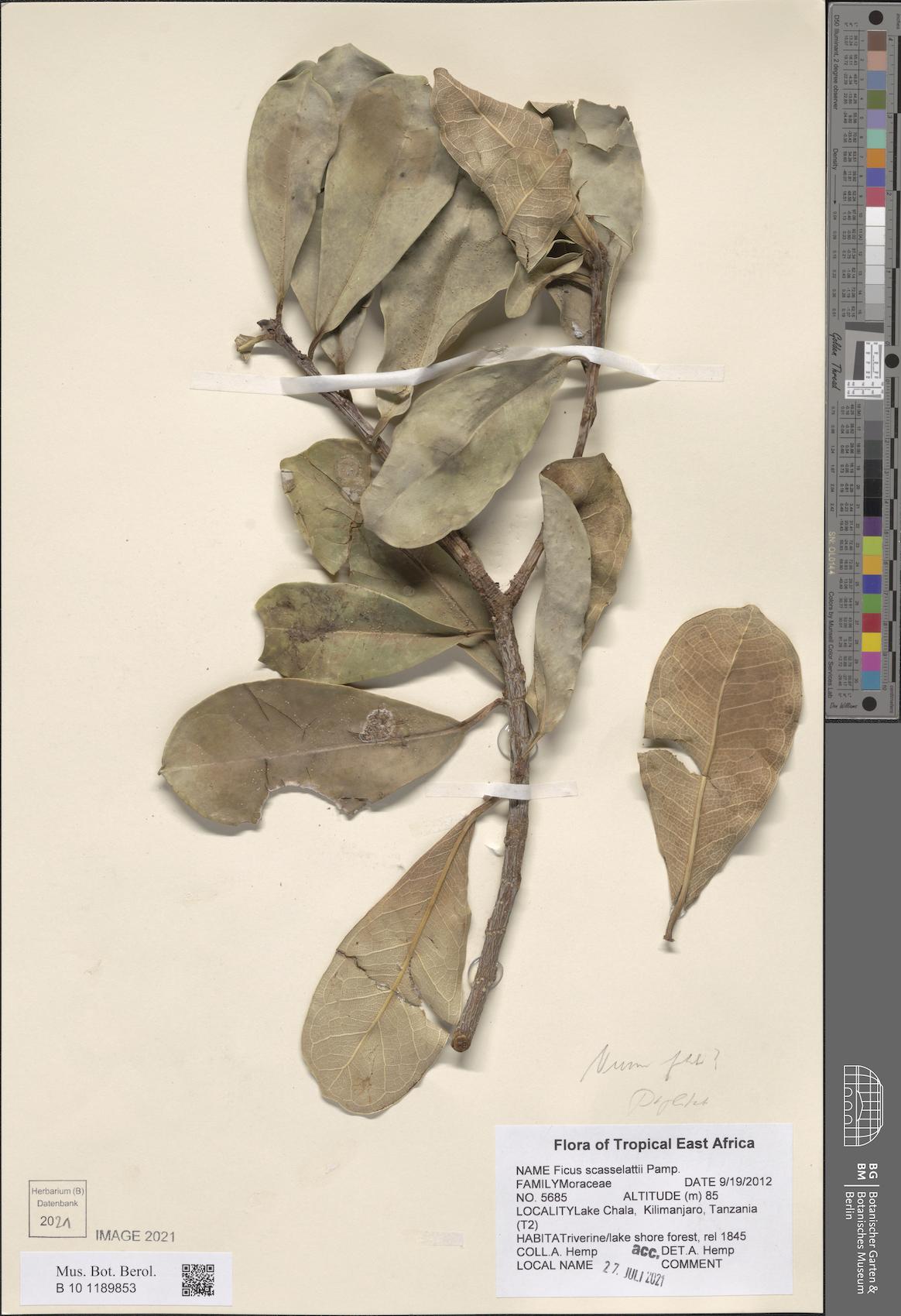 Ficus scassellatii (Crown-fruited fig) — photo