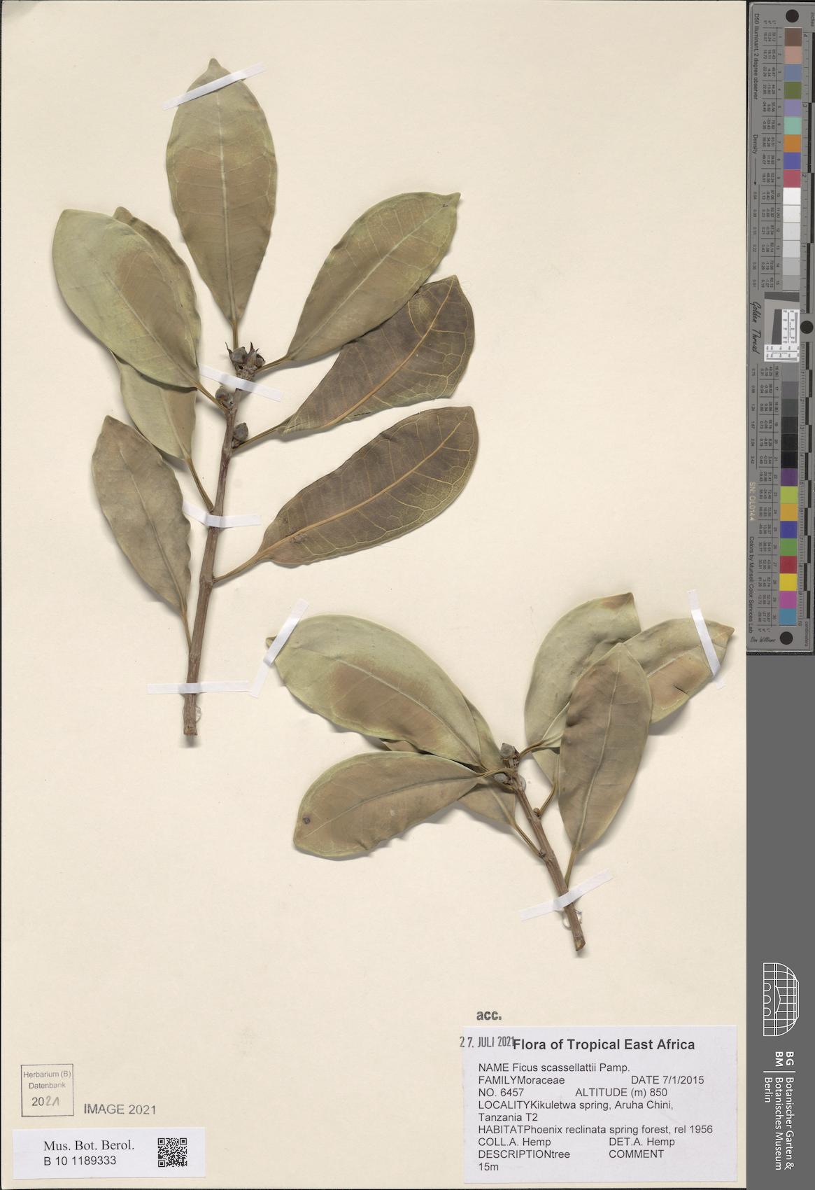 Ficus scassellatii