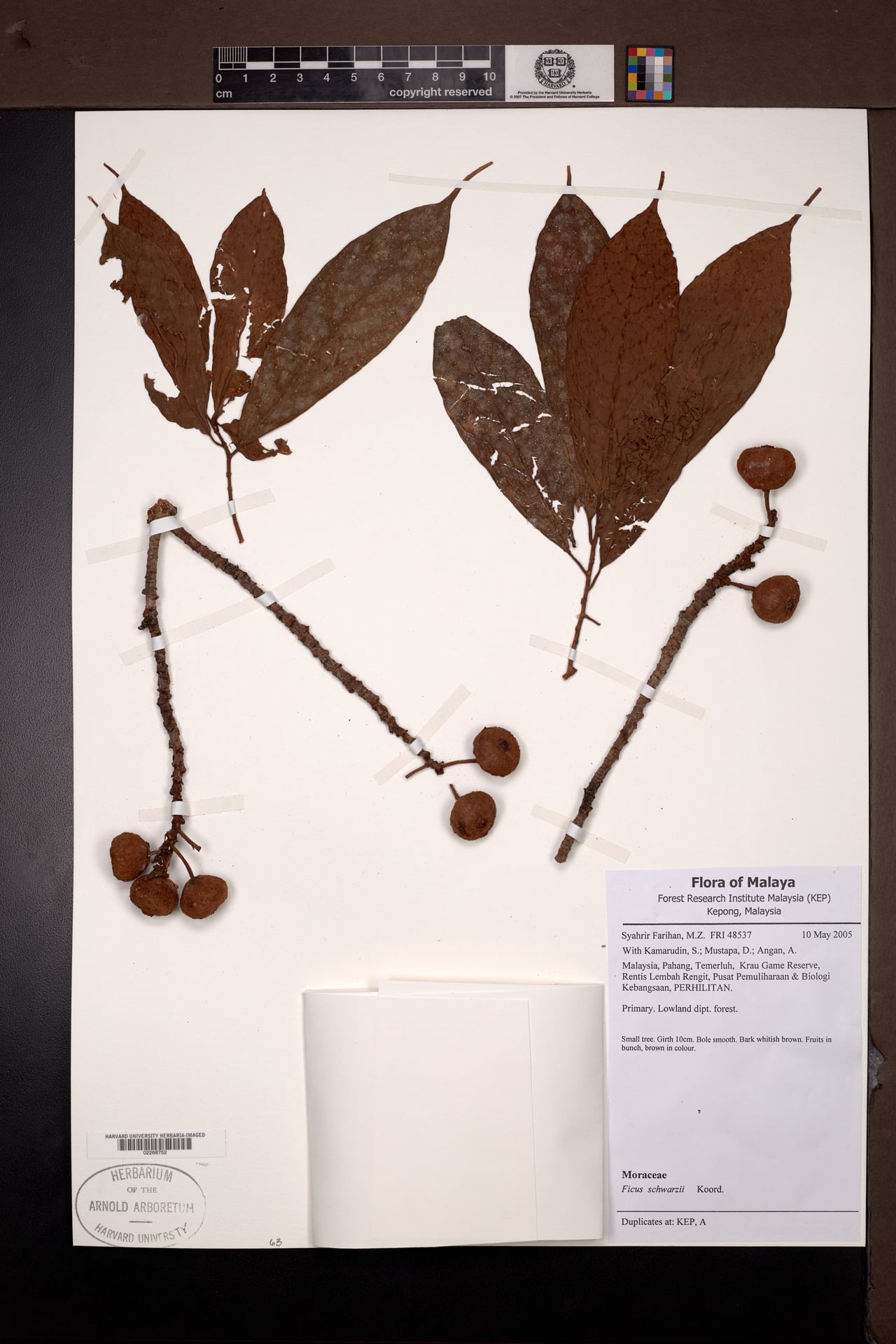 Ficus schwarzii — photo