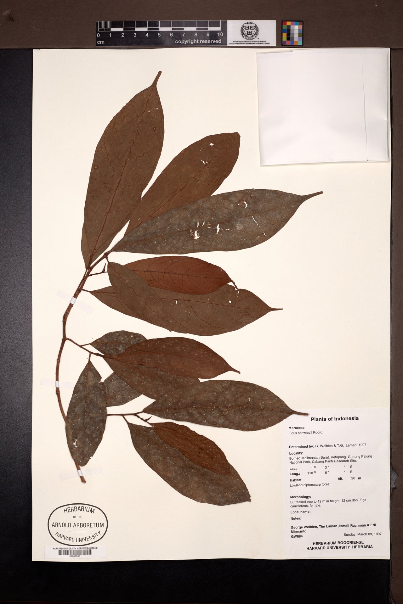 Ficus schwarzii — photo