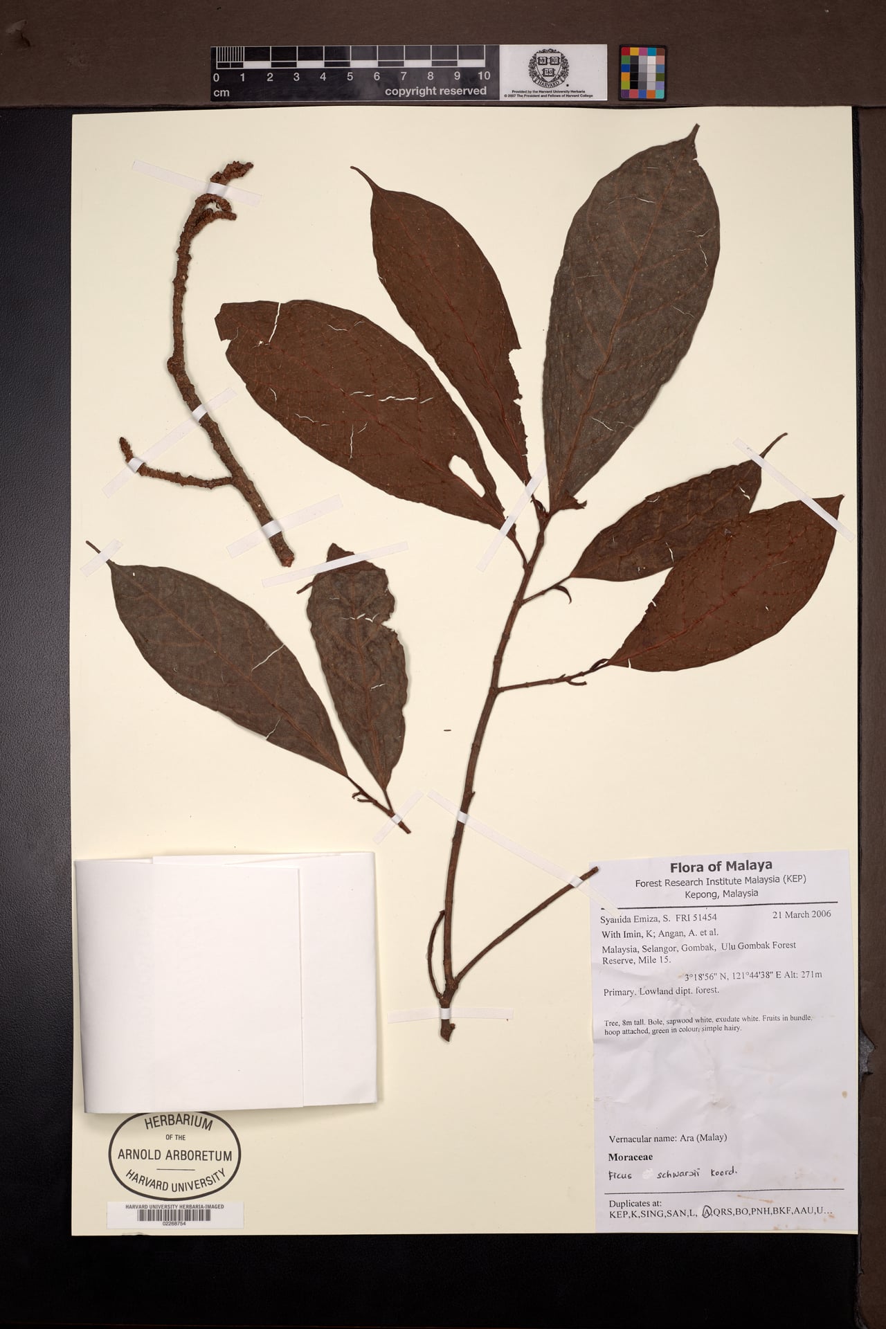 Ficus schwarzii
