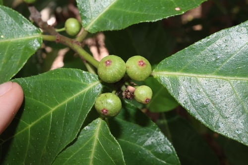 Ficus scobina (Sandpaper Fig) — photo