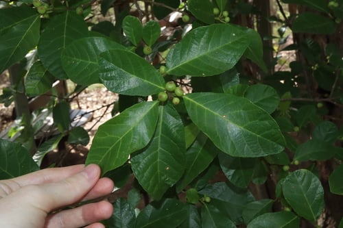 Ficus scobina (Sandpaper Fig) — photo