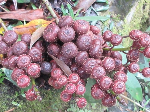 Ficus semicordata (Chicken crop fig) — photo