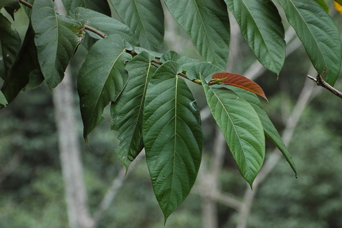 Ficus semicordata
