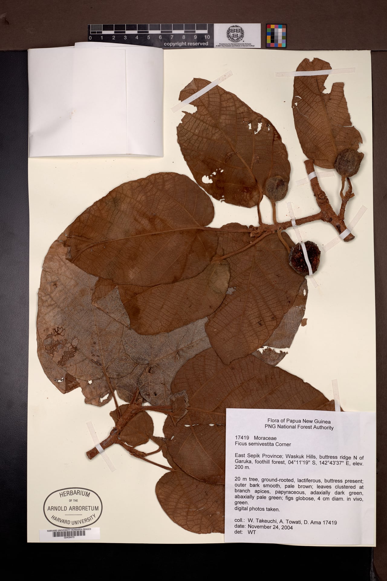 Ficus semivestita — photo