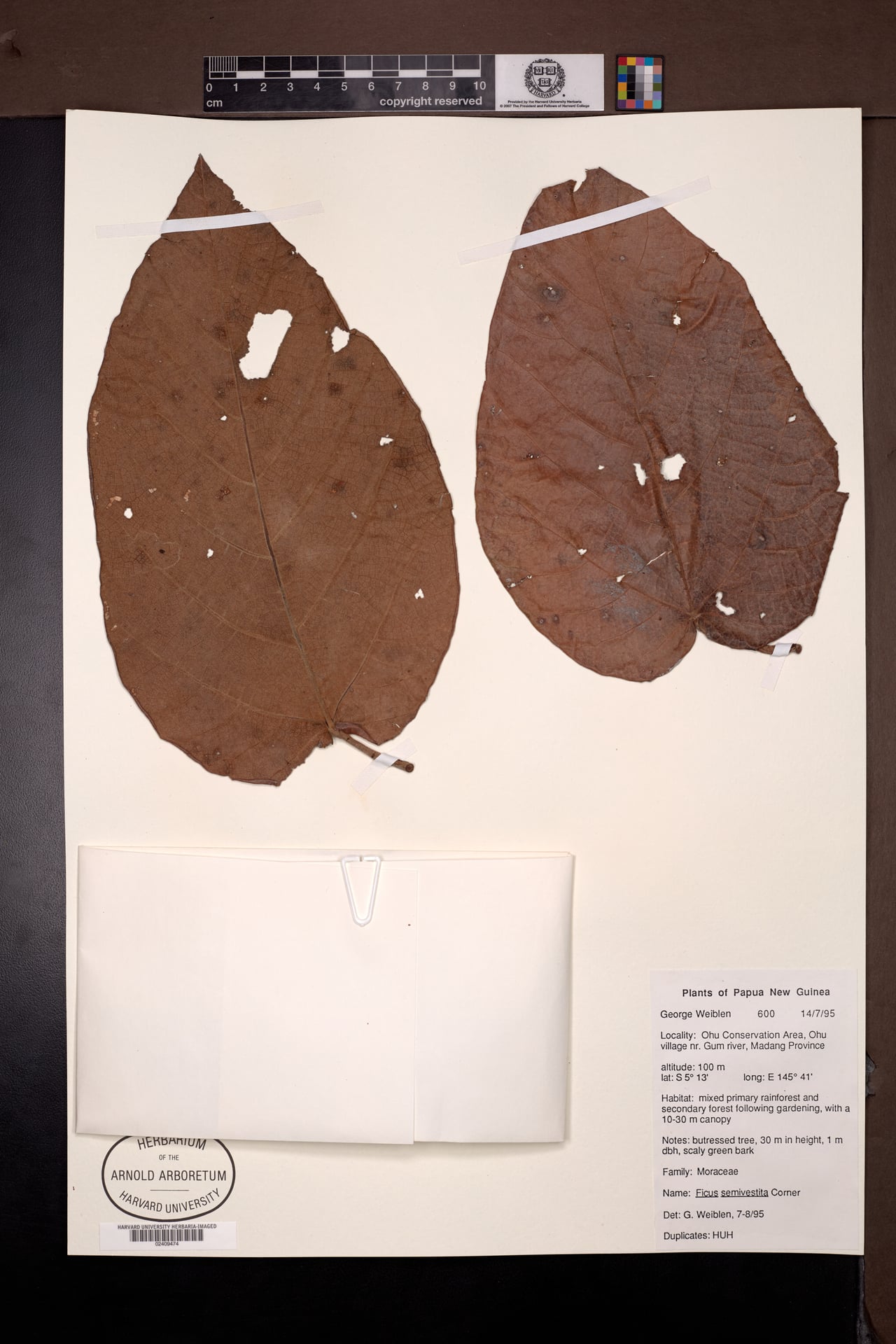 Ficus semivestita — photo