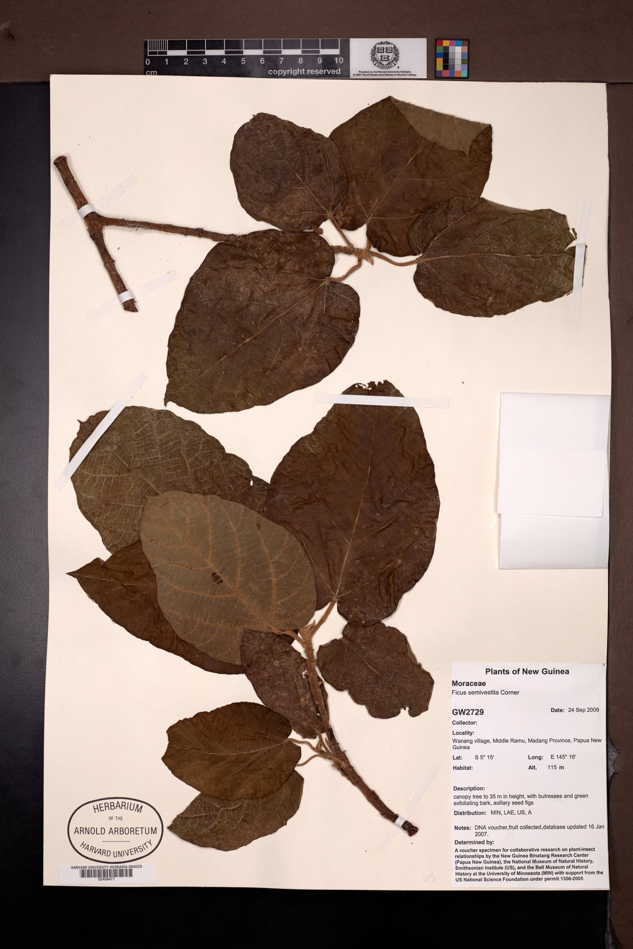 Ficus semivestita