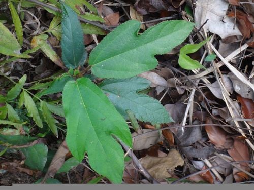 Ficus simplicissima — photo