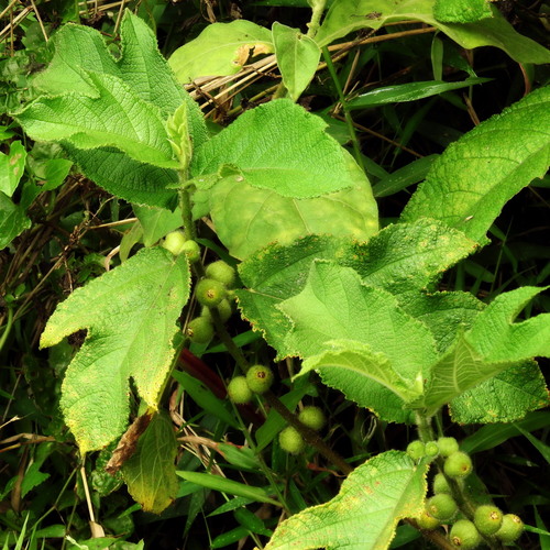 Ficus simplicissima — photo