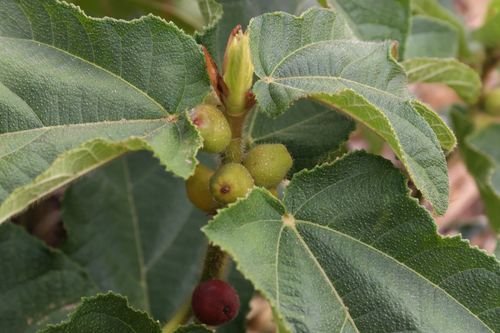 Ficus simplicissima